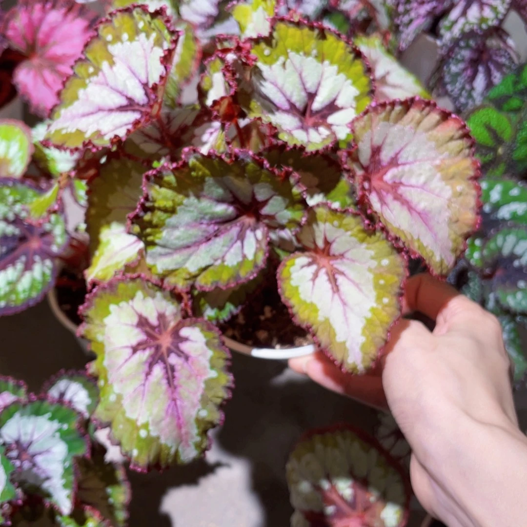 无花朵只此青绿秋海棠