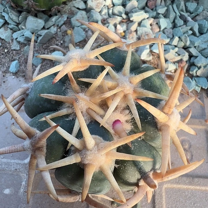 白刺翠屏。苗接落地自根。