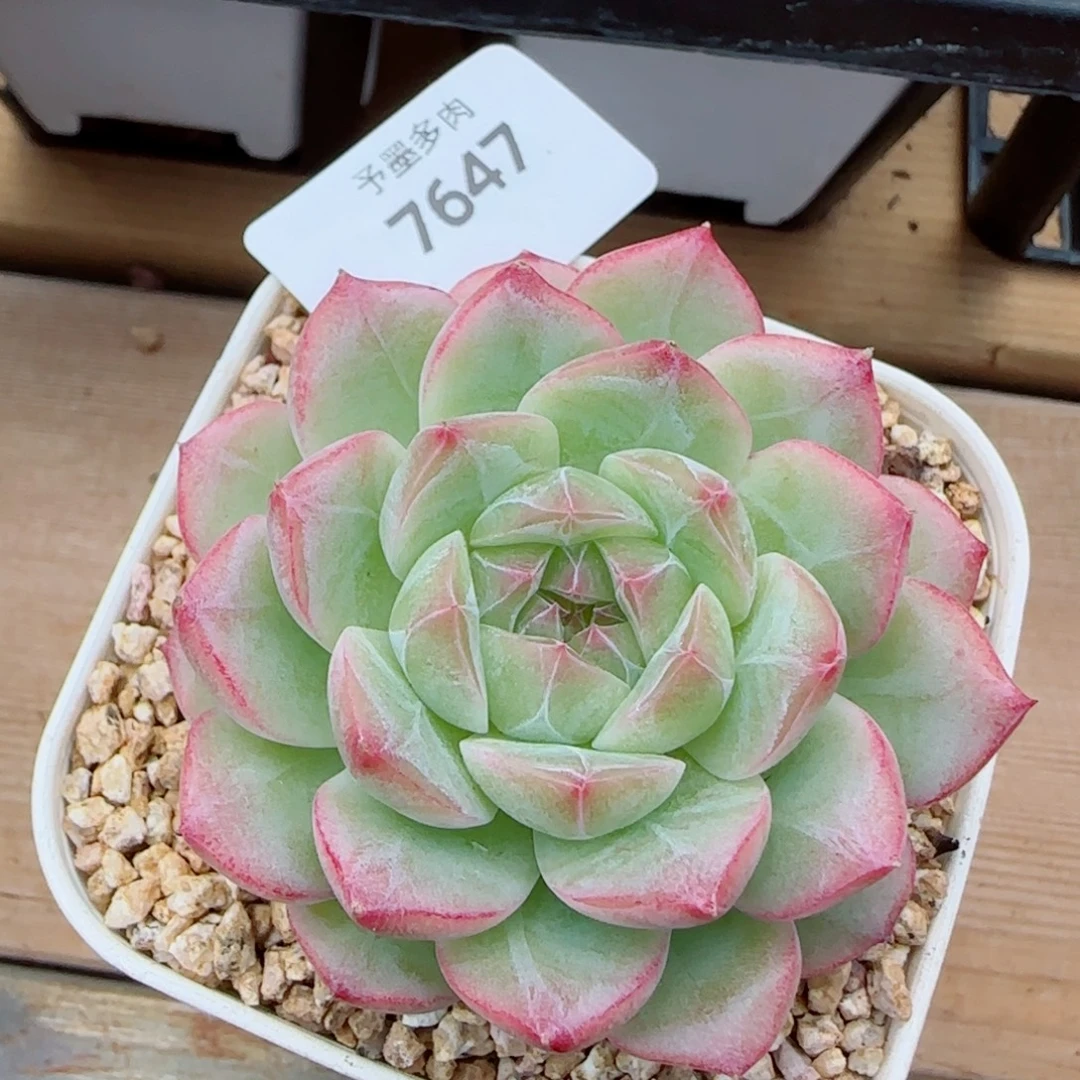 奶油卷，7647多肉植物