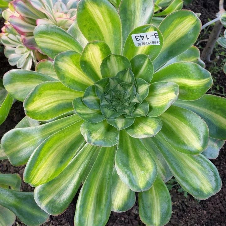 143艳资中班多肉12344678duorou