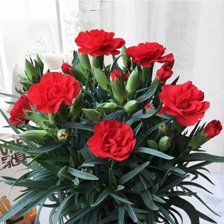 【924人好评】康乃馨盆栽带花苞四季绿植开花阳台盆栽花卉客厅鲜