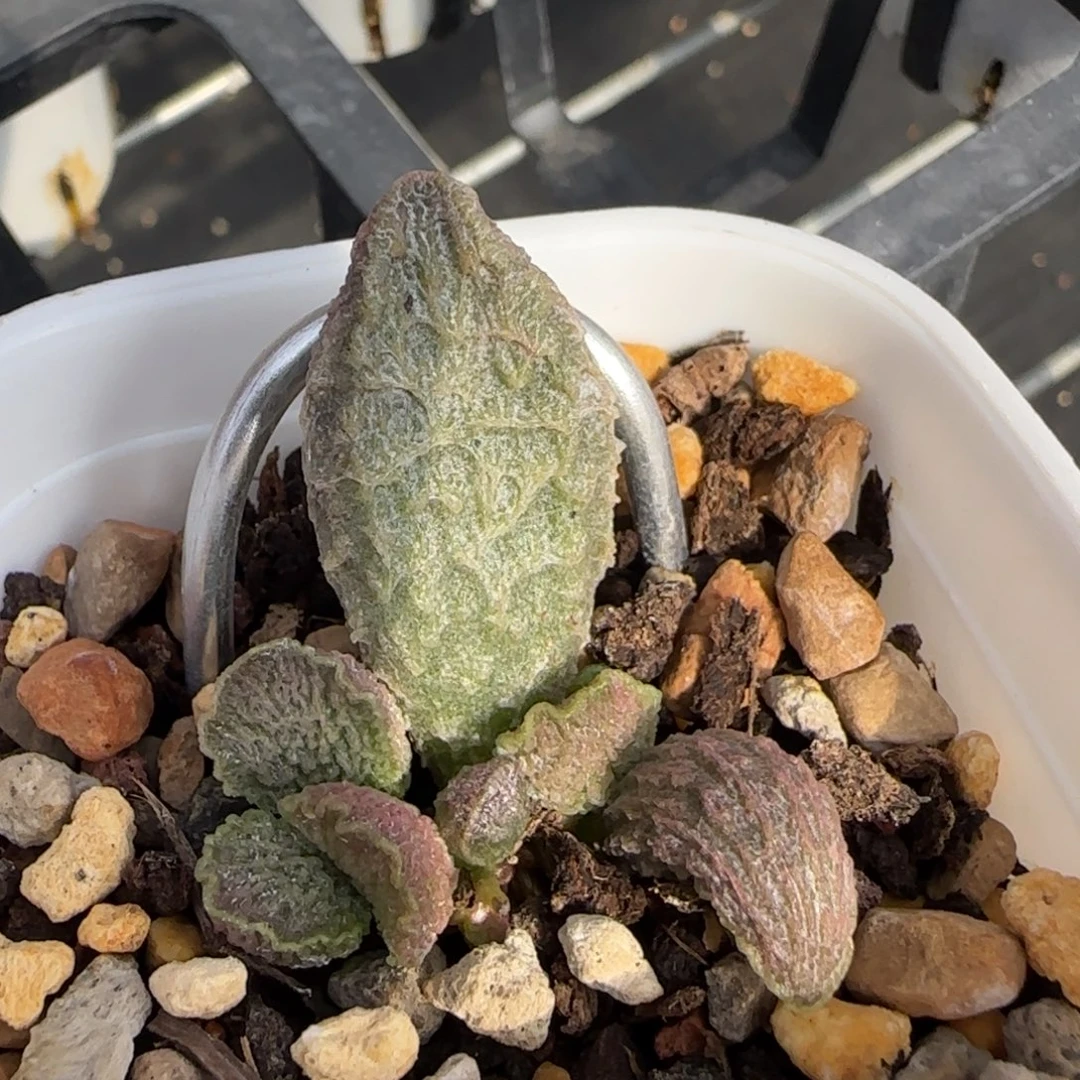 大鱼海棠水泡多肉植物
