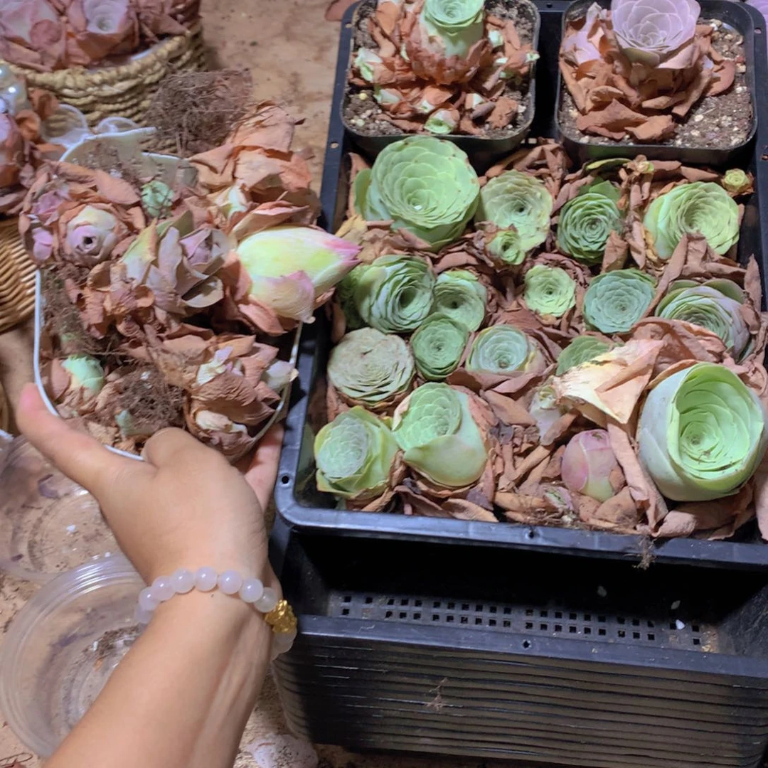 0466瑕疵品不售后