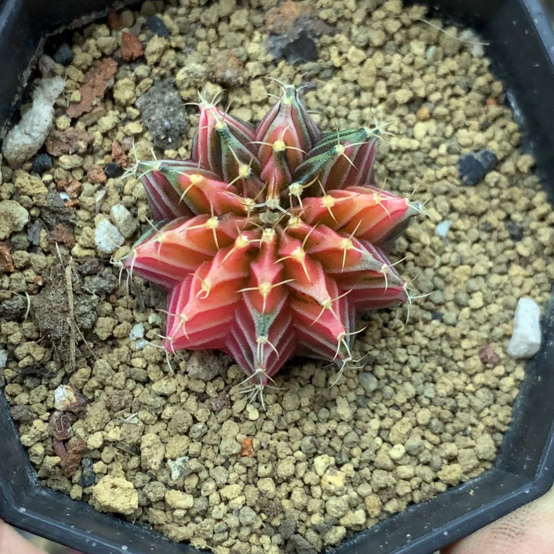 仙人球米哈肋骨锦