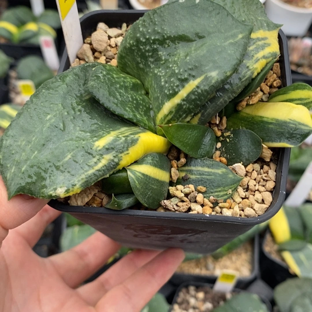 326卧牛锦一物一图