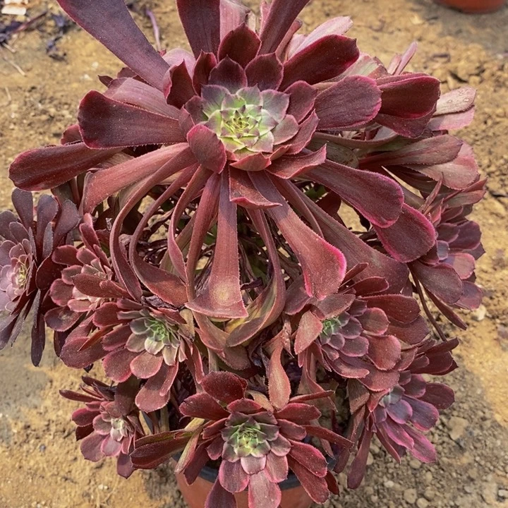 水墨画大手捧花福利
