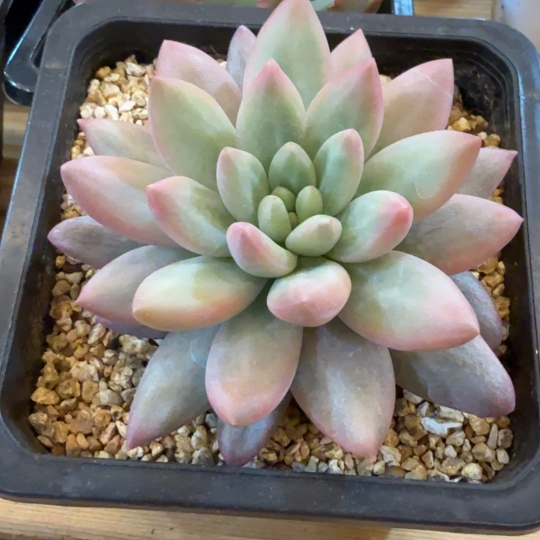 红蜻蜓 安吉园艺锦