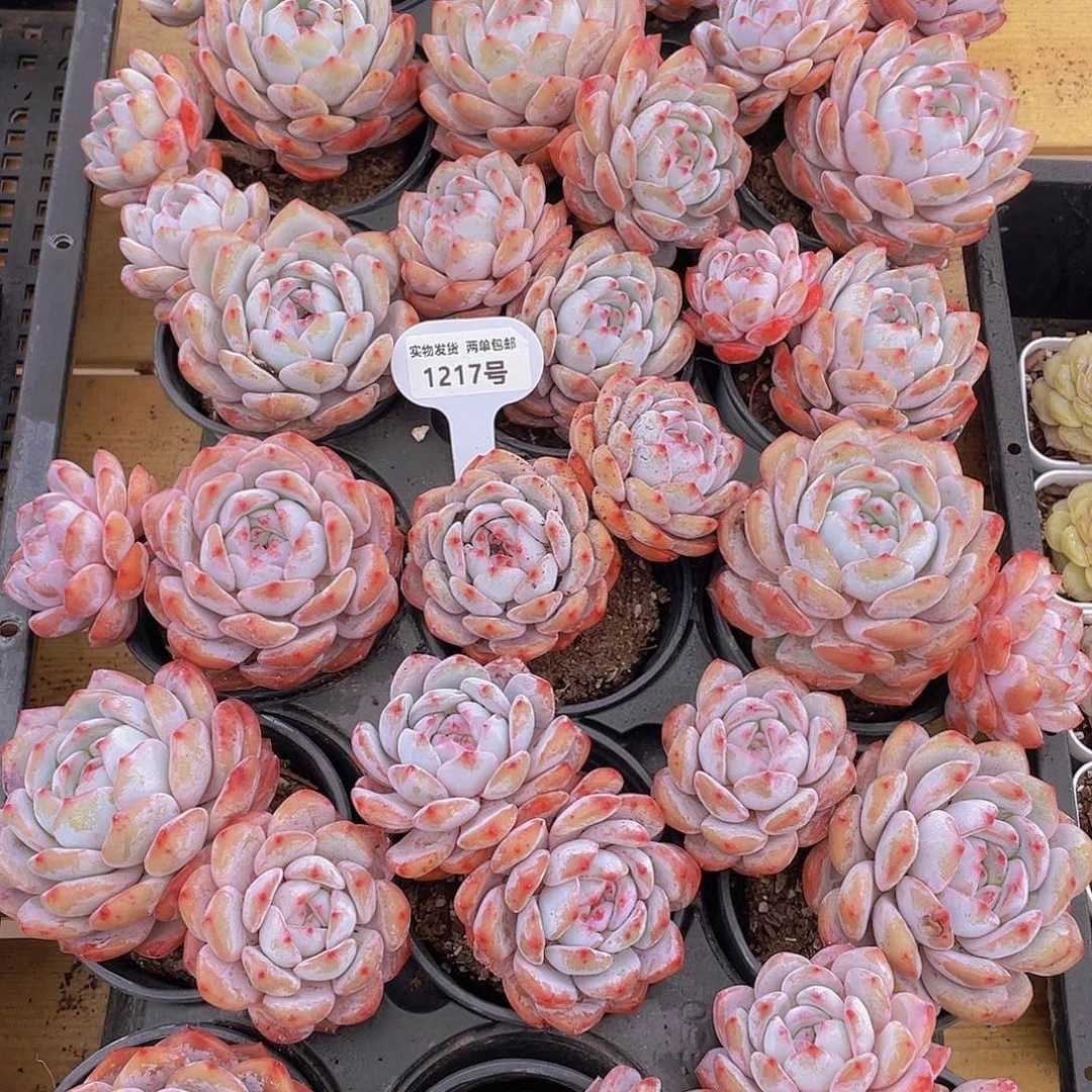 1217号 韩版橙梦露母本飘枝一个