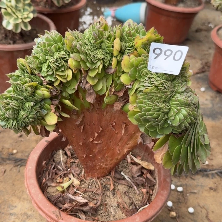 花月夜退锦缀化法师了990