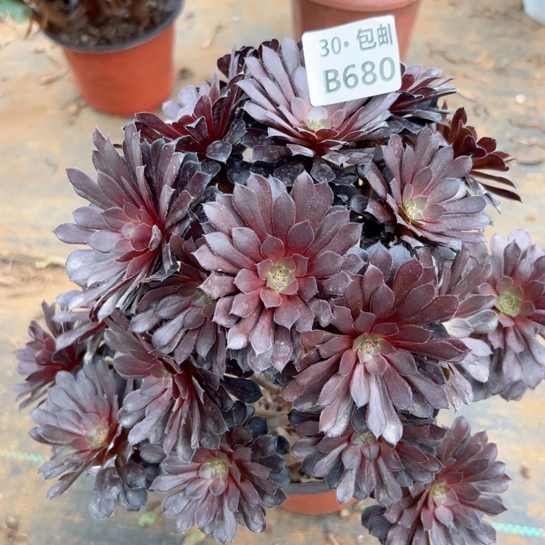 680黑铜多肉法师