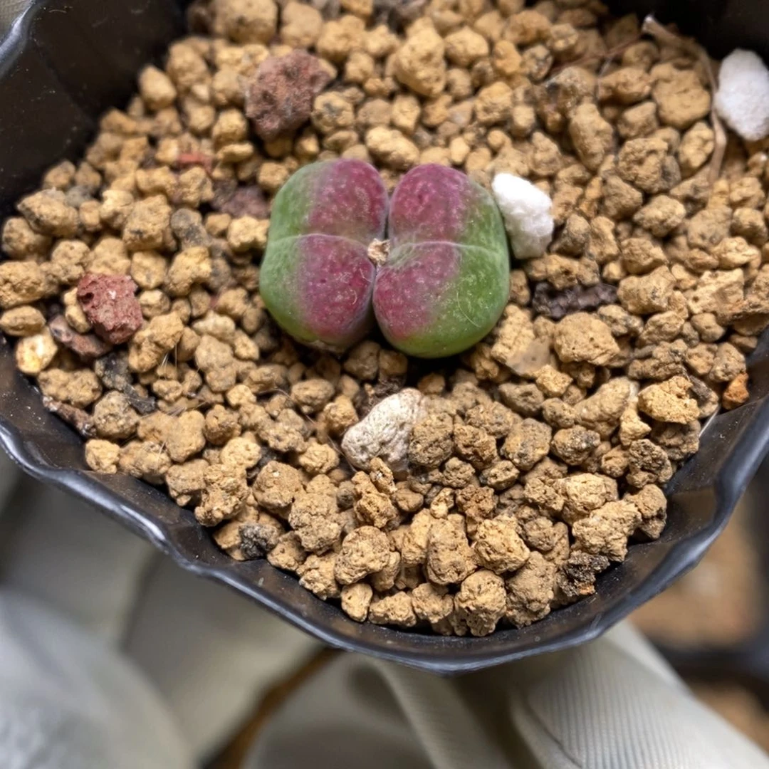 多肉植物肉锥杂交K-3733 风铃杂