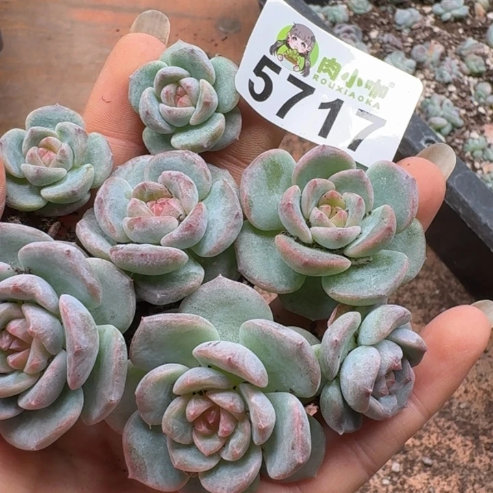 陈***太多肉植物多肉植物