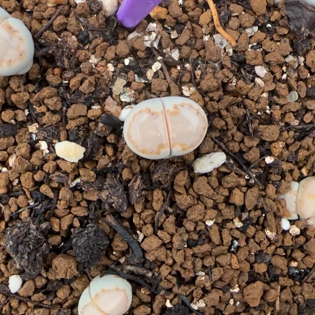 003二蜕饼干216大棚直播