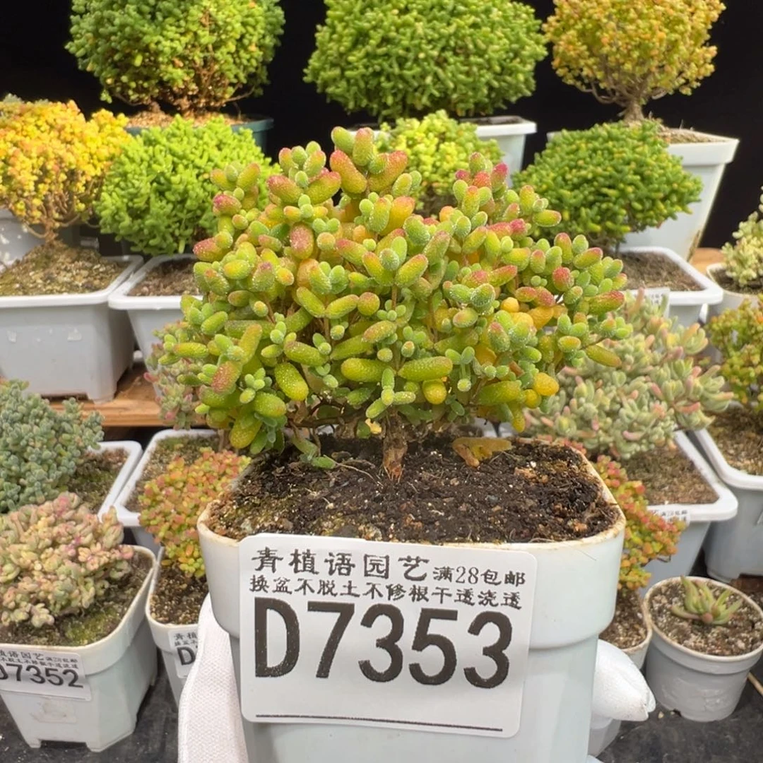 d7353金桔糖球枝干