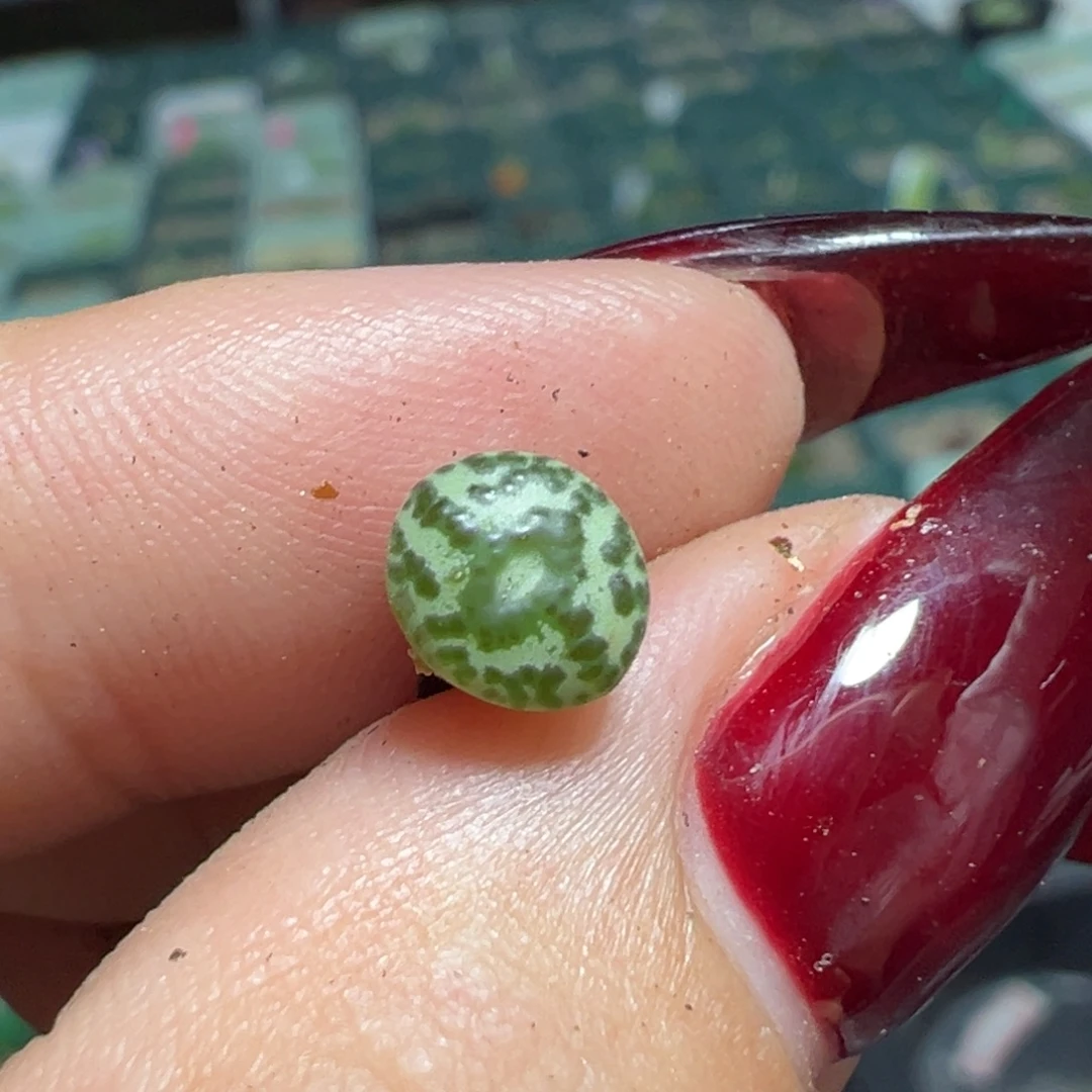 安贞多肉多肉植物