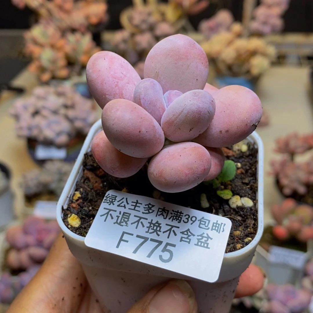 775橙雪球多肉5c m