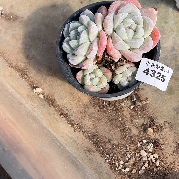 阿雅园艺。       4325