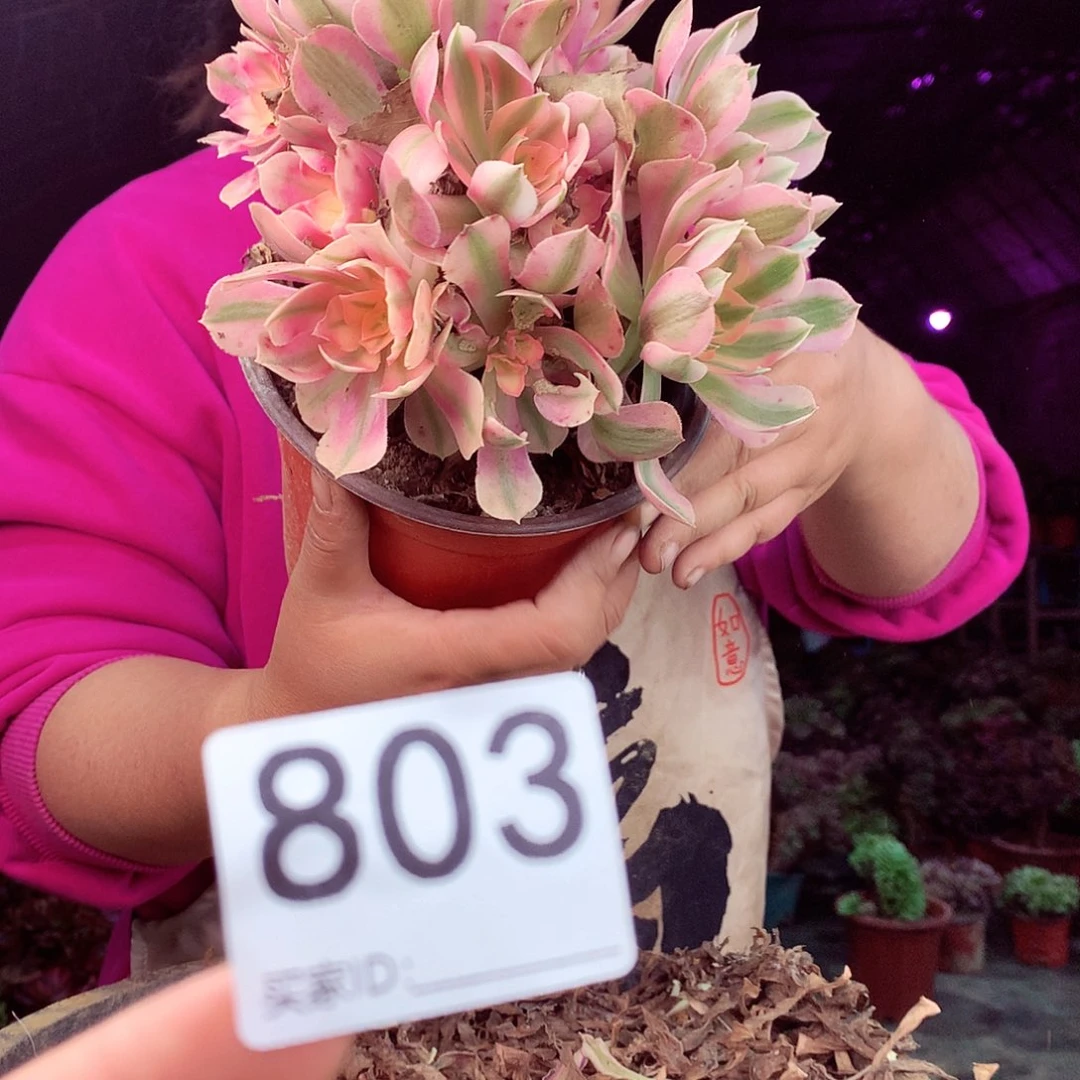 柒柒精品多肉脱土发货不包断侧枝处理803