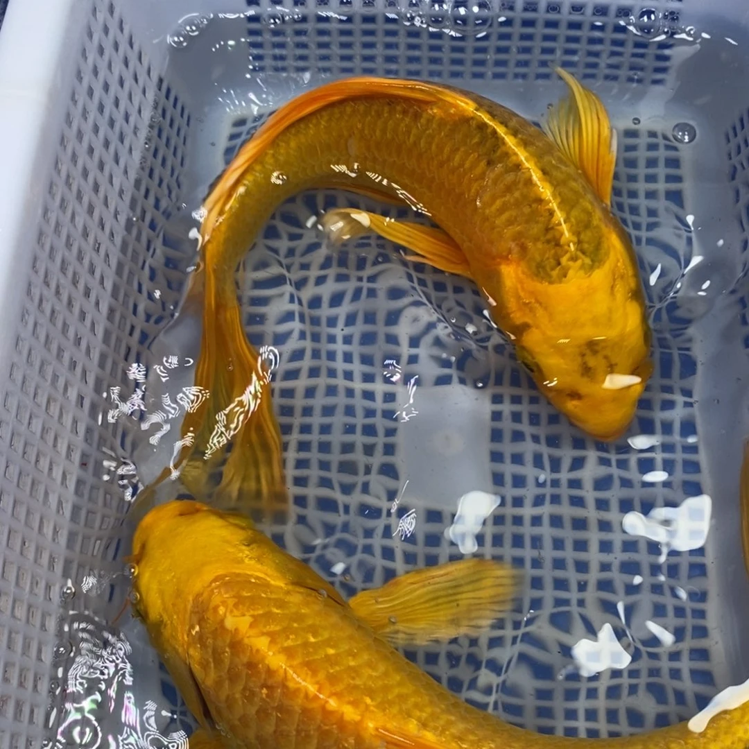 锦鲤冷水锦鲤包邮