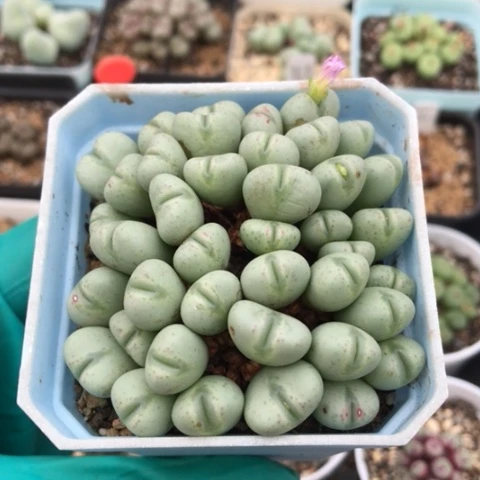 多肉肉锥 粉花口笛 40头