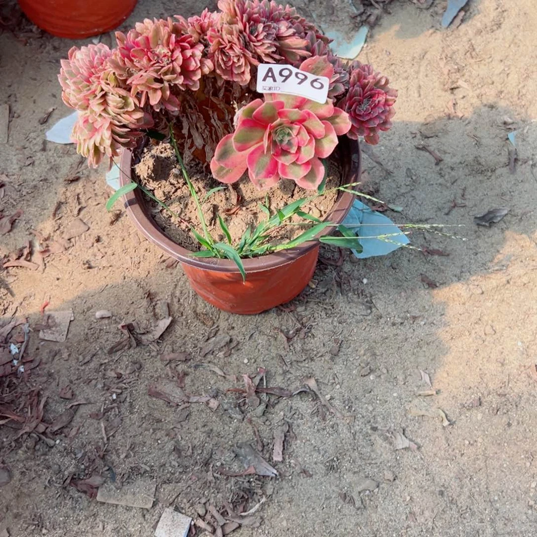 996女神缀化多肉植物法师