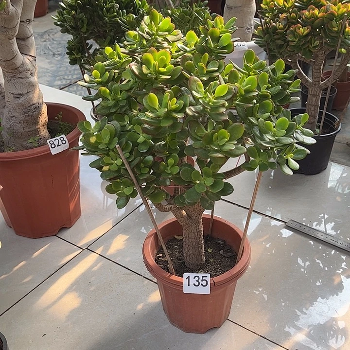 姬红花月独杆老桩