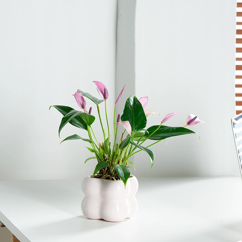 香妃紫掌花卉盆栽观叶观花绿植室内客厅桌面植物好养活