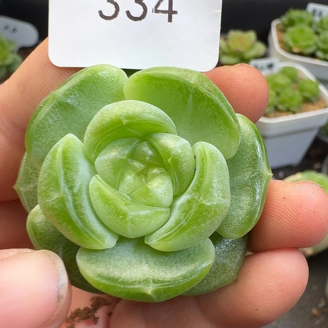 一物一拍一物一拍916-334