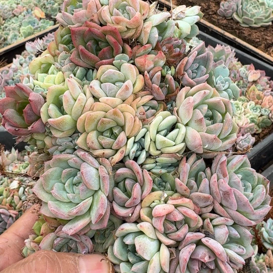 糖心切糕一份量拍23-67