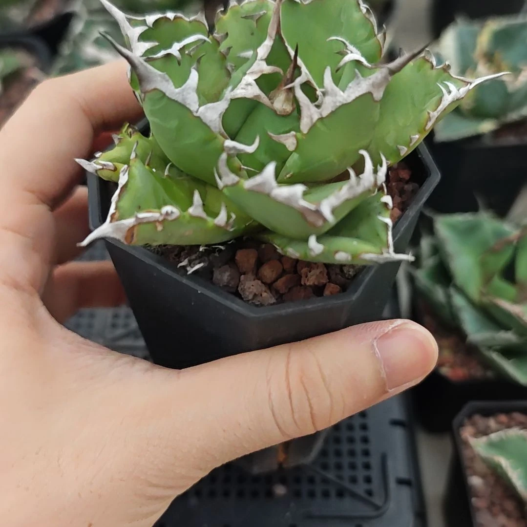 姬仁王冠龙舌兰包邮非偏远