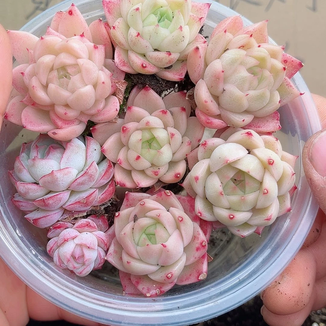 1-792 新疆西藏内蒙不发12.8包邮2-3公分多肉