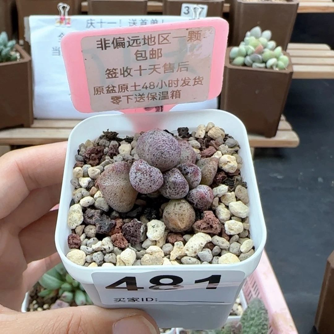 481蜜桃格林多肉