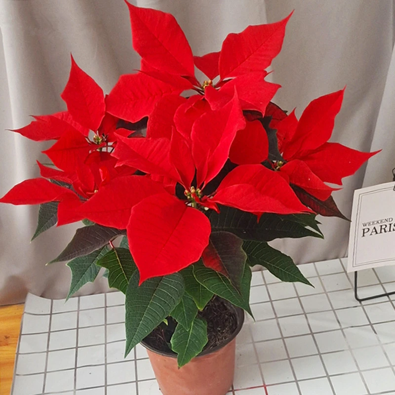 一品红圣诞花盆栽花卉植物室内带花苞好养活的绿植大红圣诞节礼物