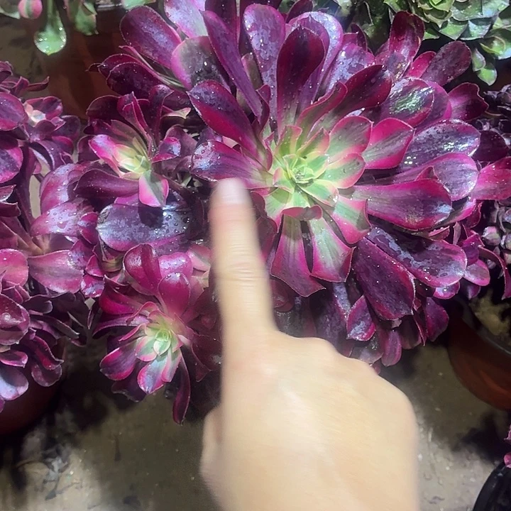 美杜莎一棵脱土15.8