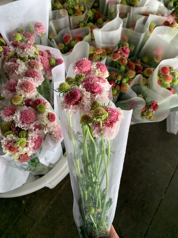 松虫草 超可爱花材 3单1运费 零下温度请拍保温棉