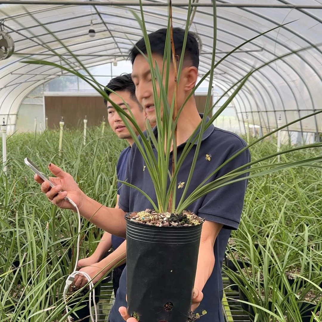 当前无花栽培后可以开花蕙兰新八种老极三苗及以上
