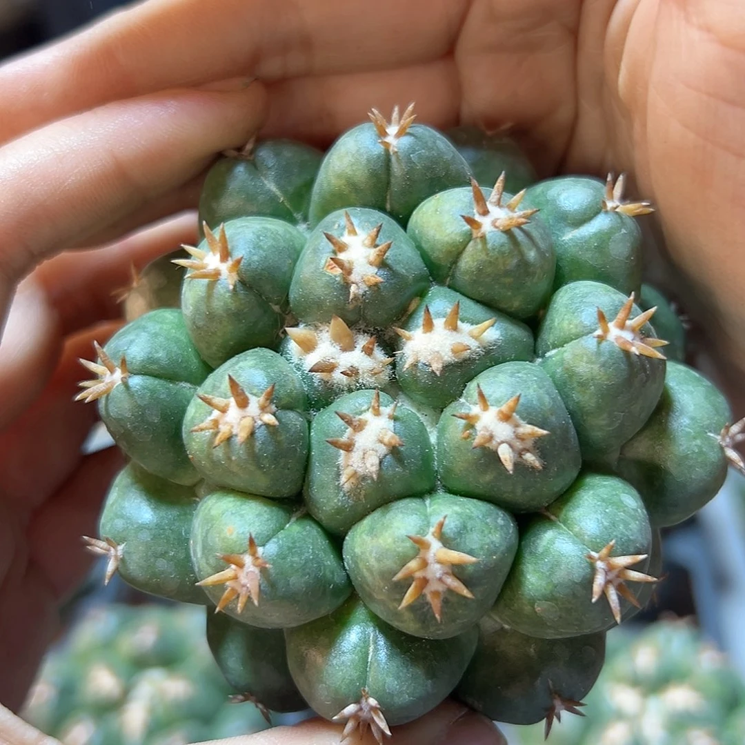 自根短豪刺獠牙7公分