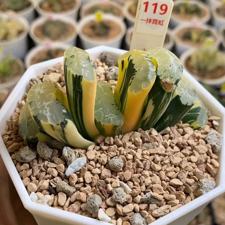 119号北斋玉扇锦多肉植物