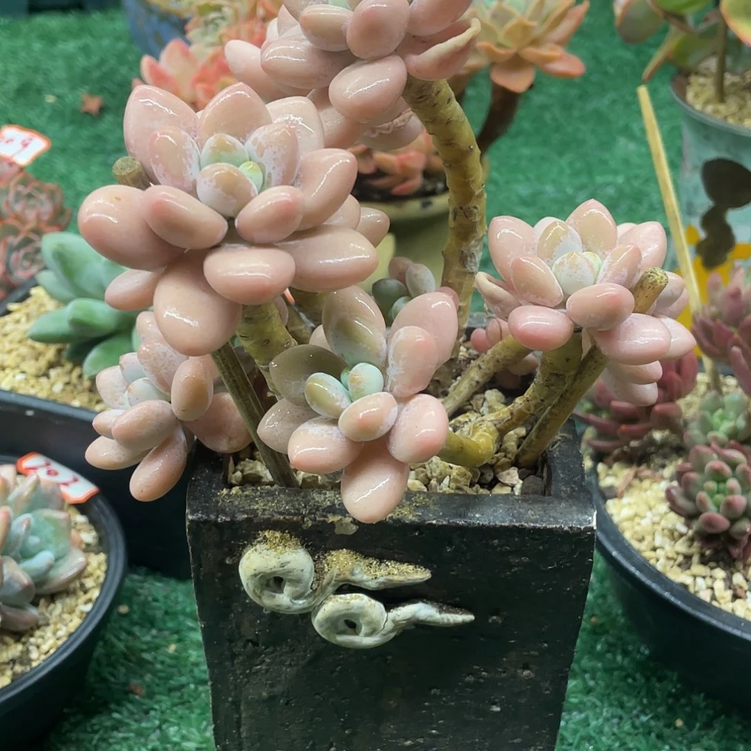 220一物一一拍一拍