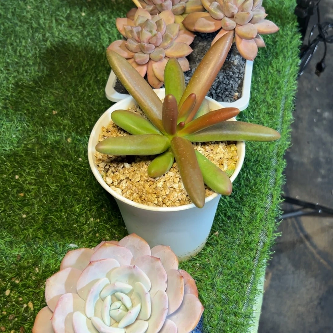 小***-3克组合，加一些泥潭土