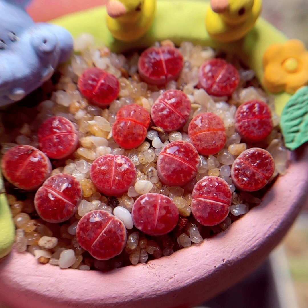 8***惜462号带盆包邮发货