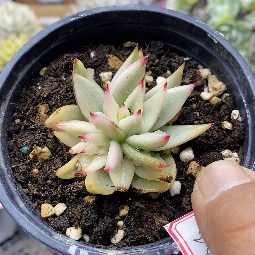 2324 不知名玛利亚宽锦双头