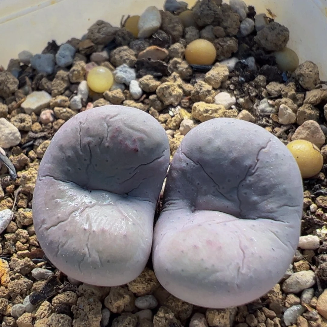58多肉植物百科奶油嘴