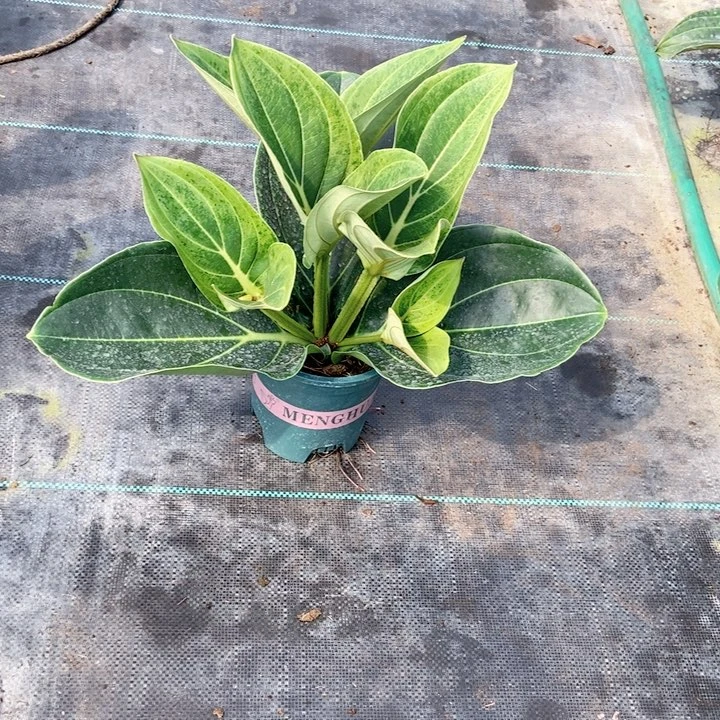 当前无花栽培后可以开花十****8