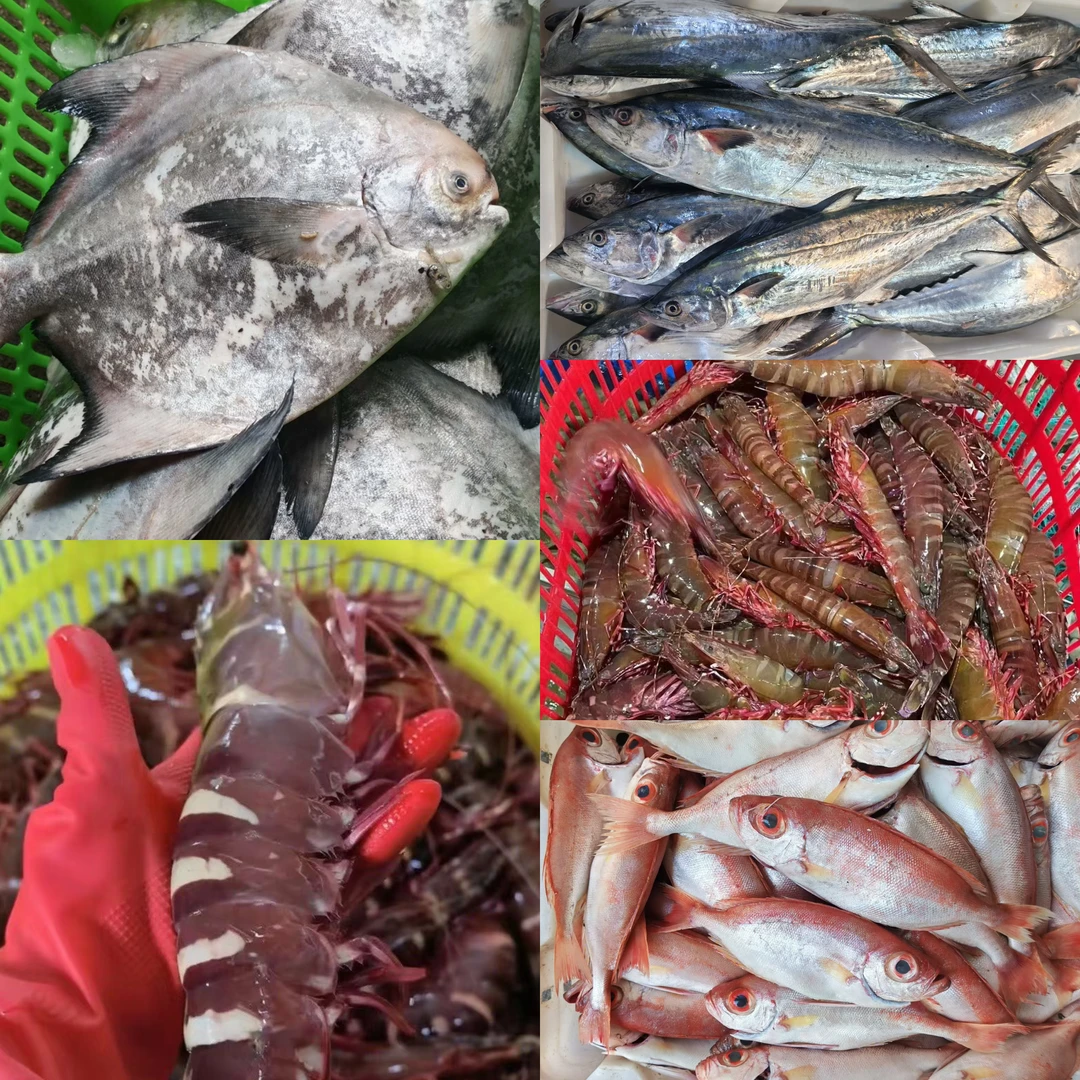 野生海捕三目 公三目