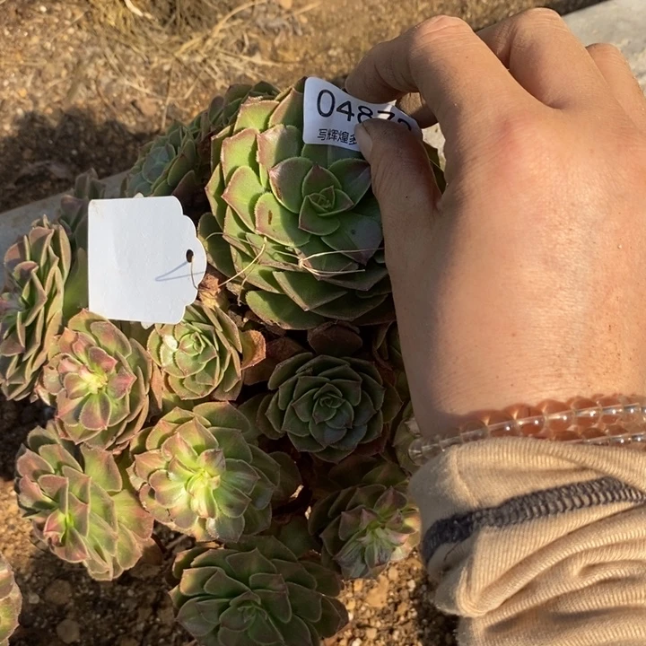 ****煜04872海王七彩多肉植物