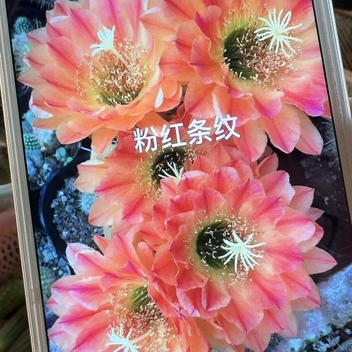 粉红条纹侧芽5公分左右毛花柱（20包邮）