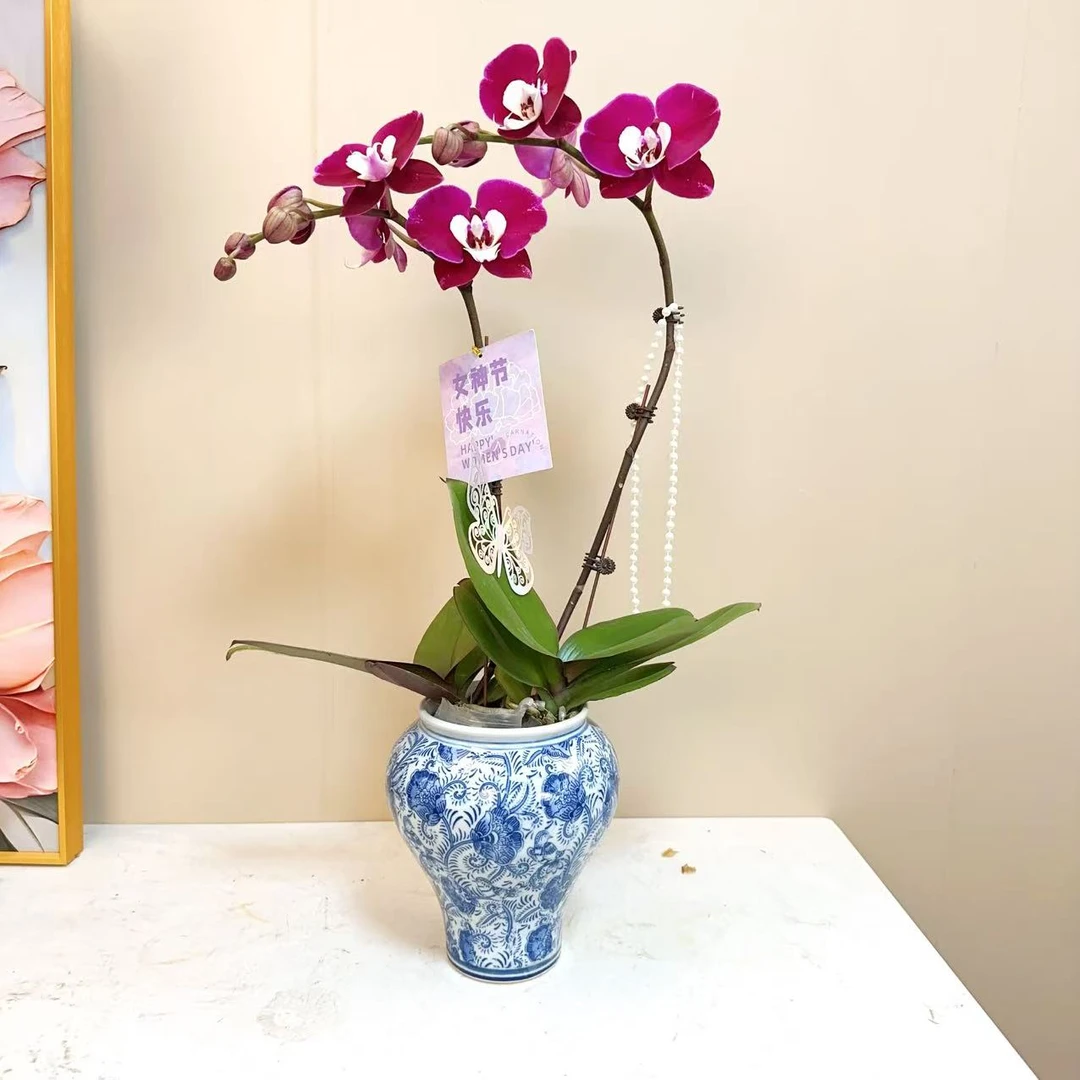 A级【米歇尔】精品 蝴蝶兰