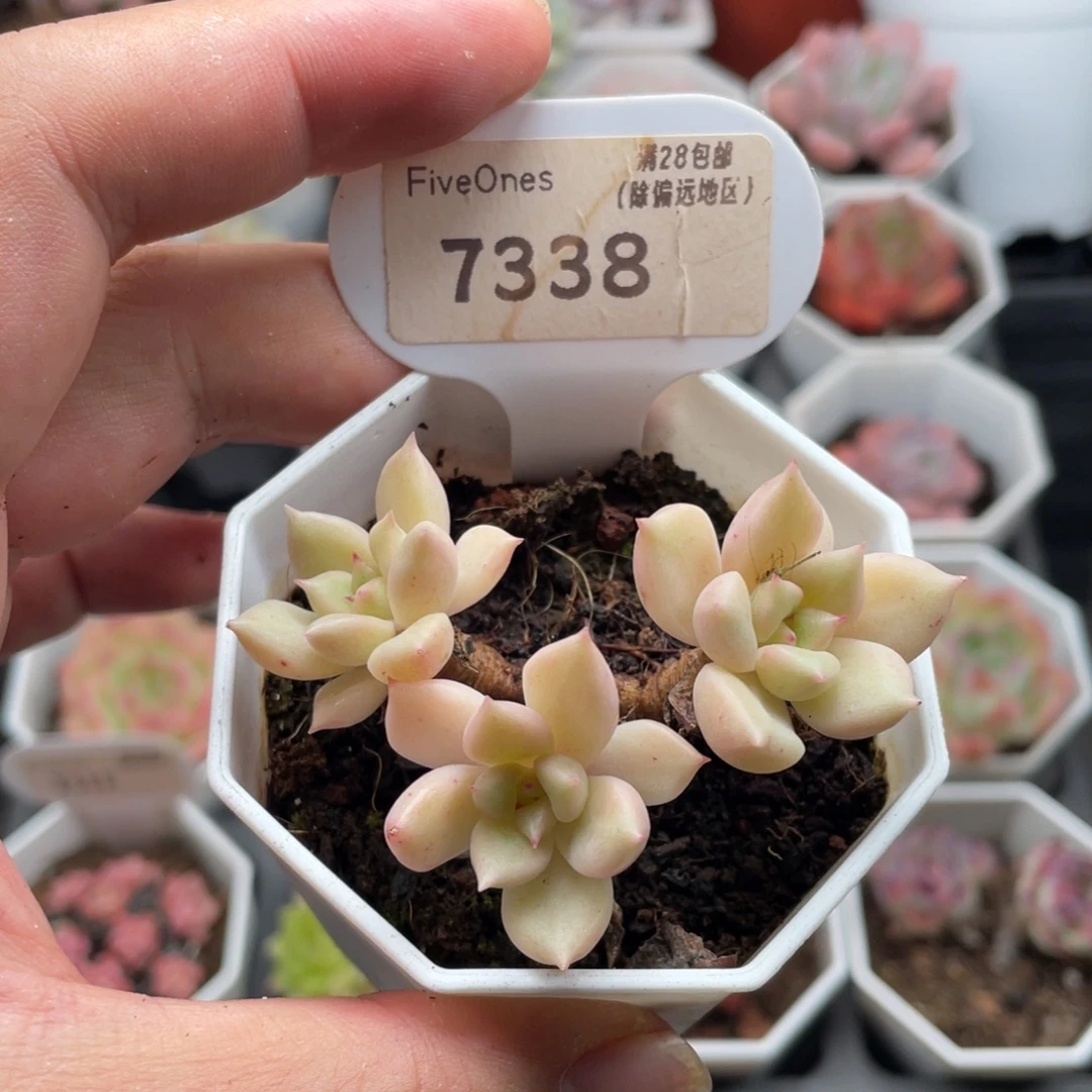 璀璨7338-6.5厘米