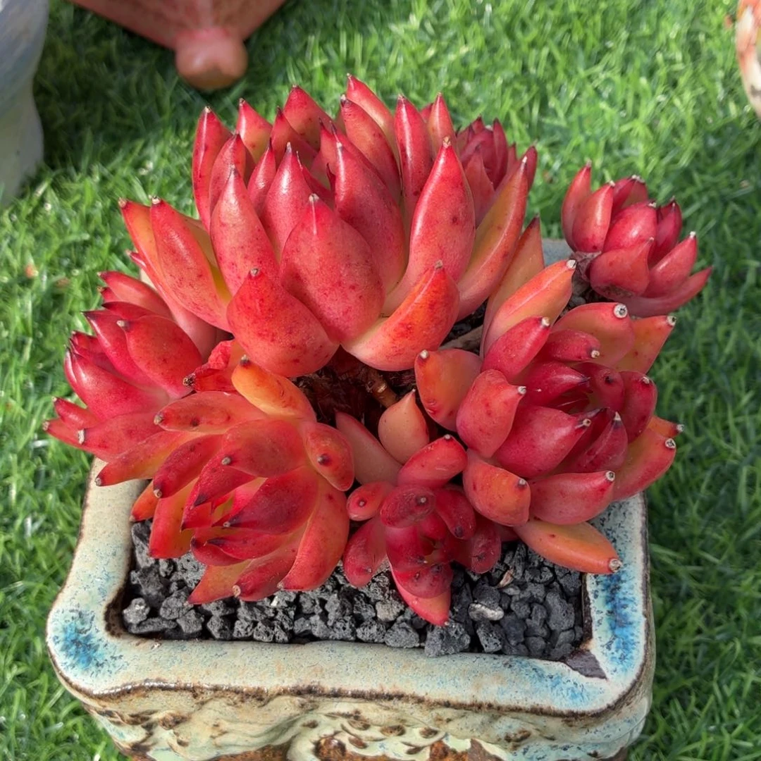 多肉植物 红老虎-4